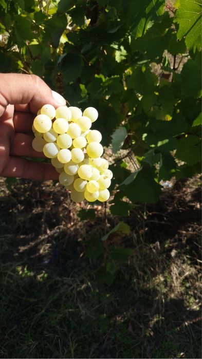 Vand strugurii de vin