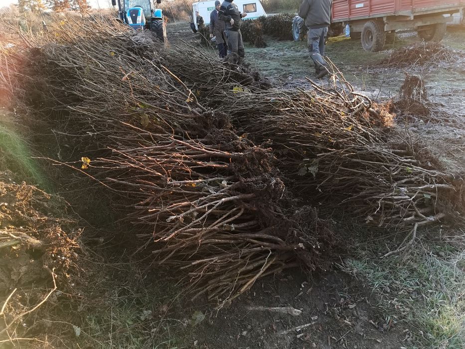 Puieti de alun certificati , eticheta albastra, anul 2