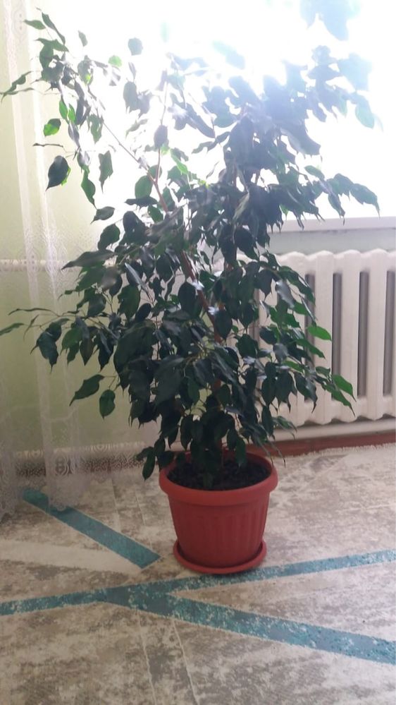 Продам цветок Бенджамин