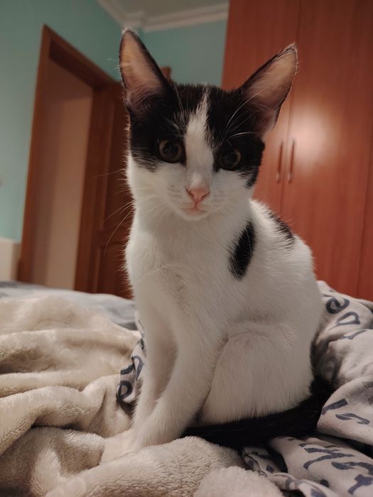 Котенок девочка   бесплатно