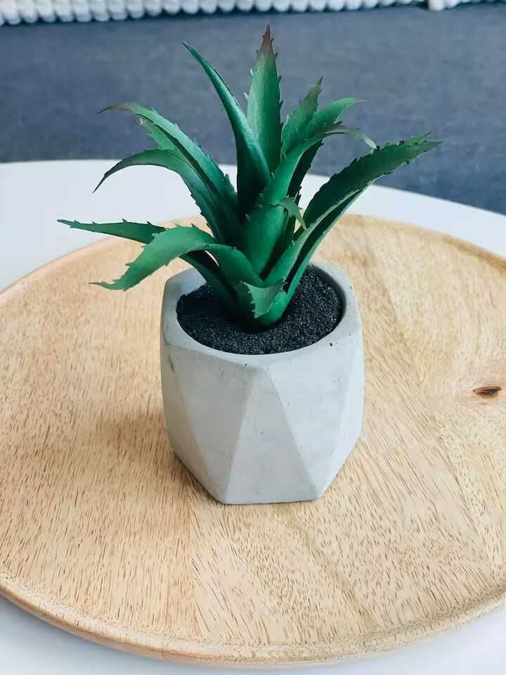 Central Paradise 105€