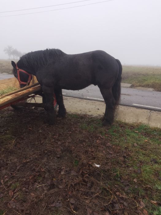 De vânzare cal armăsari de opt ani înălțime 1,85 m la grabă se probeaz