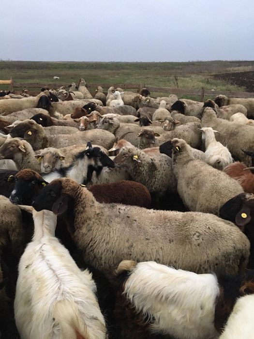 Vând oi 40 bucăți