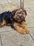 Yorkshire Terrier , femela, are 3 luni