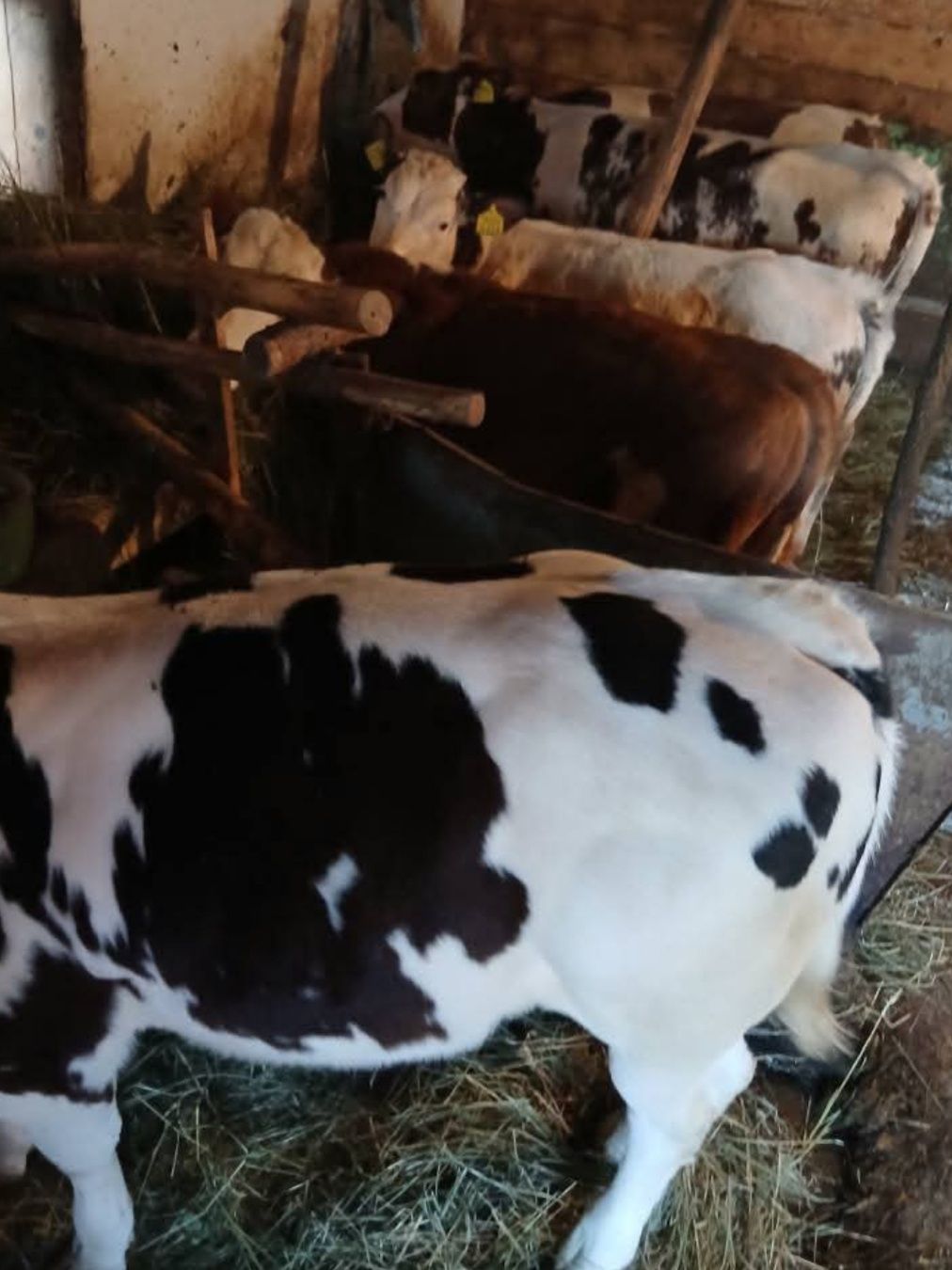 Vând 3 viței și 2 Juninci