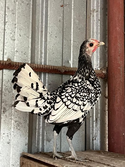 Продам карликовую