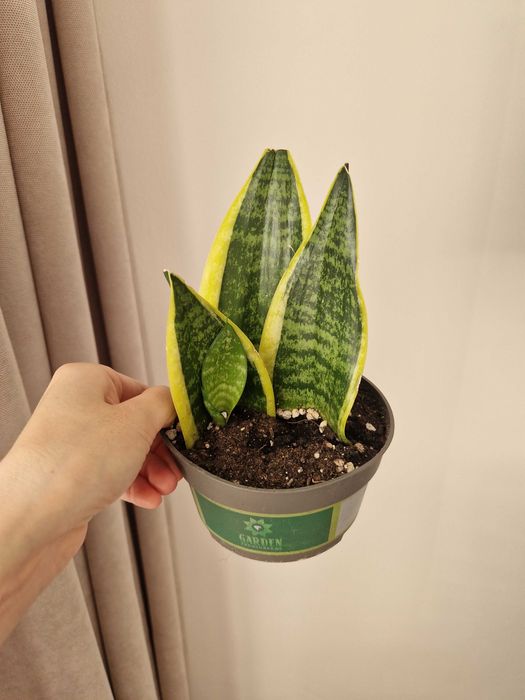 Сансевиерия лауренти, тещин язык