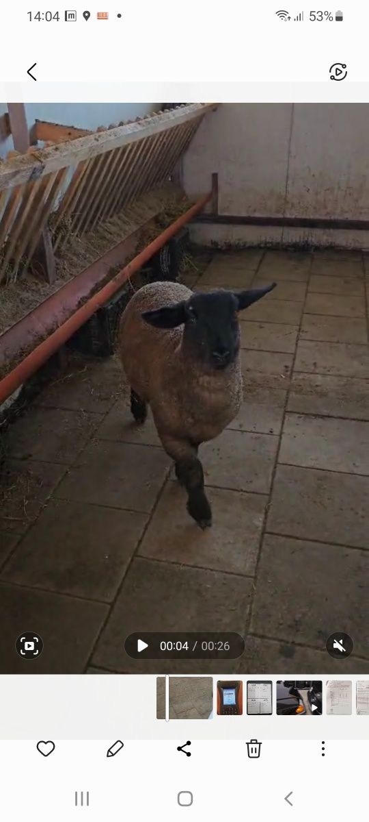 Vând mieluta suffolk
