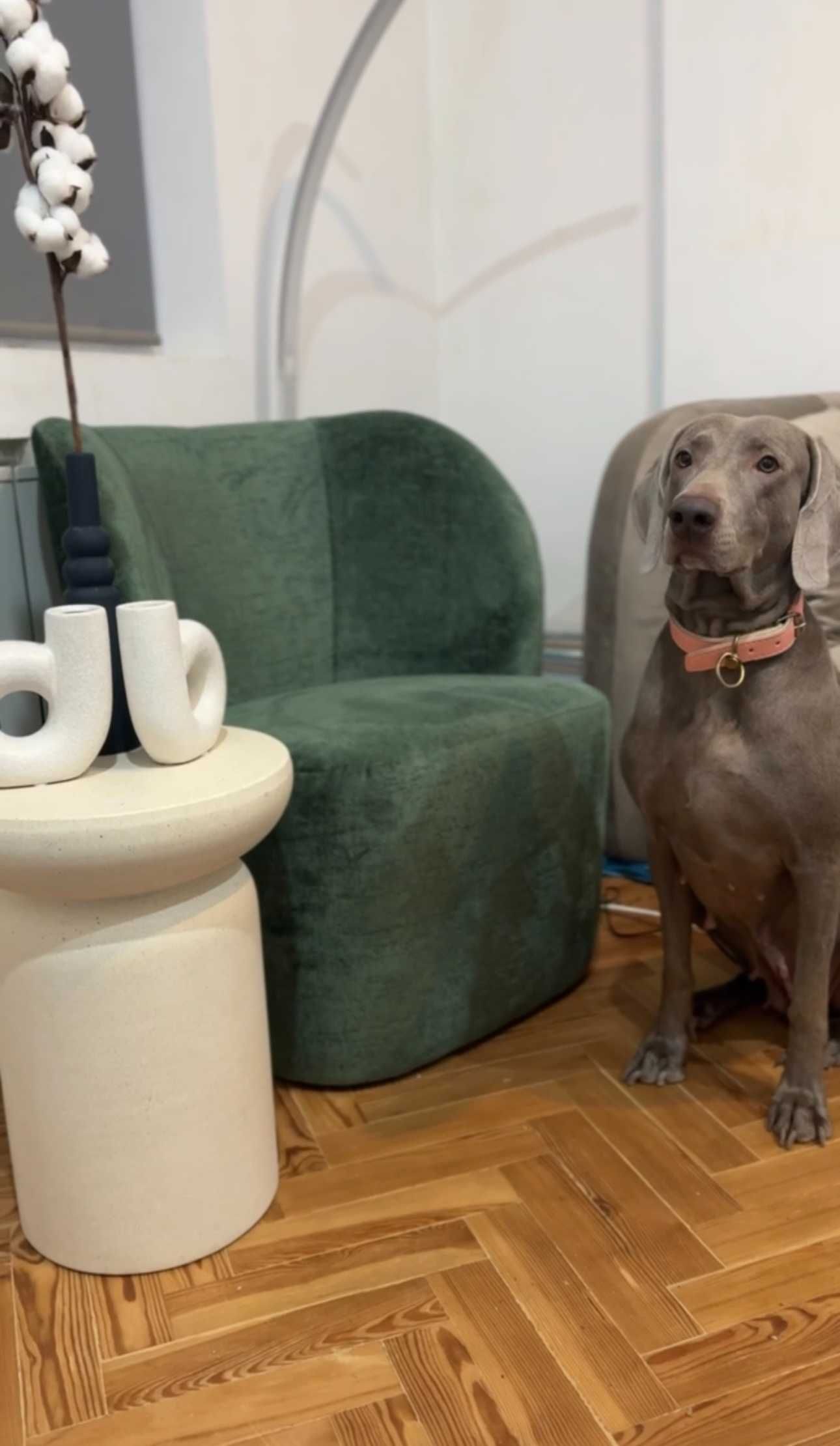 Vând pui brac de Weimar | catel Weimaraner rasa pura