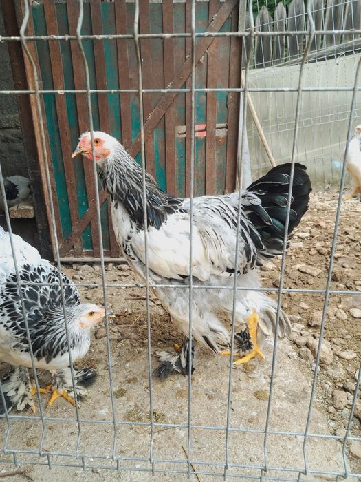 Cocosi brahma de 5 luni