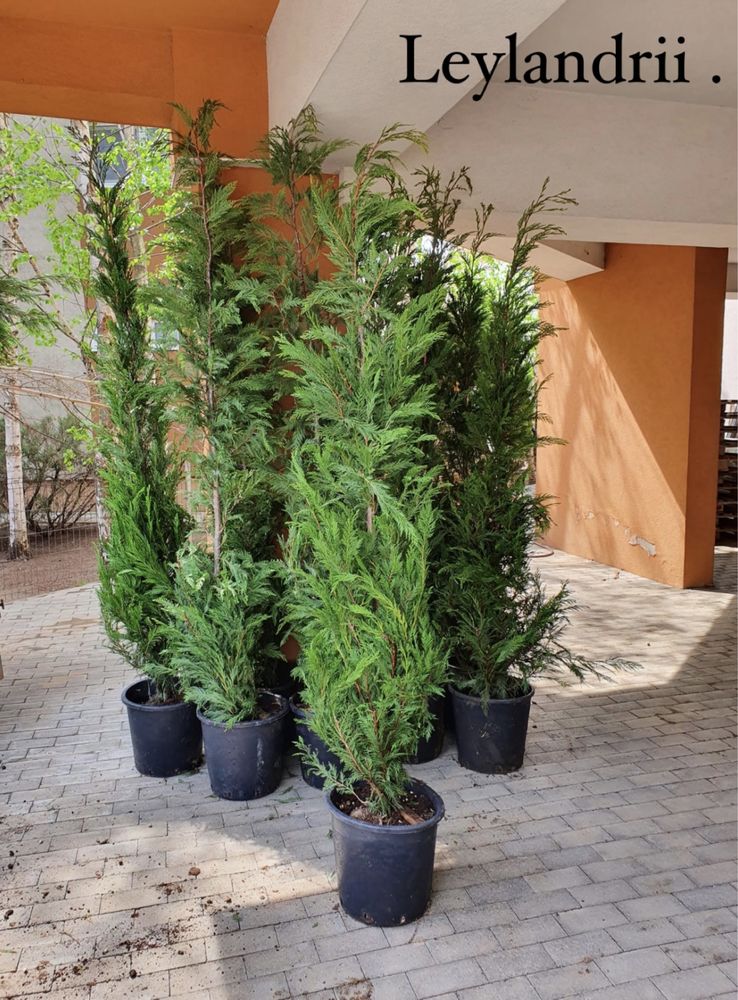 Ilex , buxus , smarald , leylandrii , pret minim grantat .