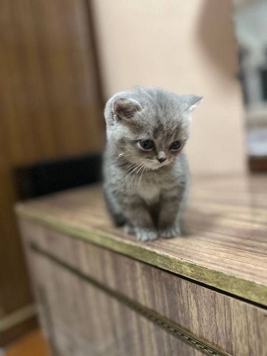 Британский мушук