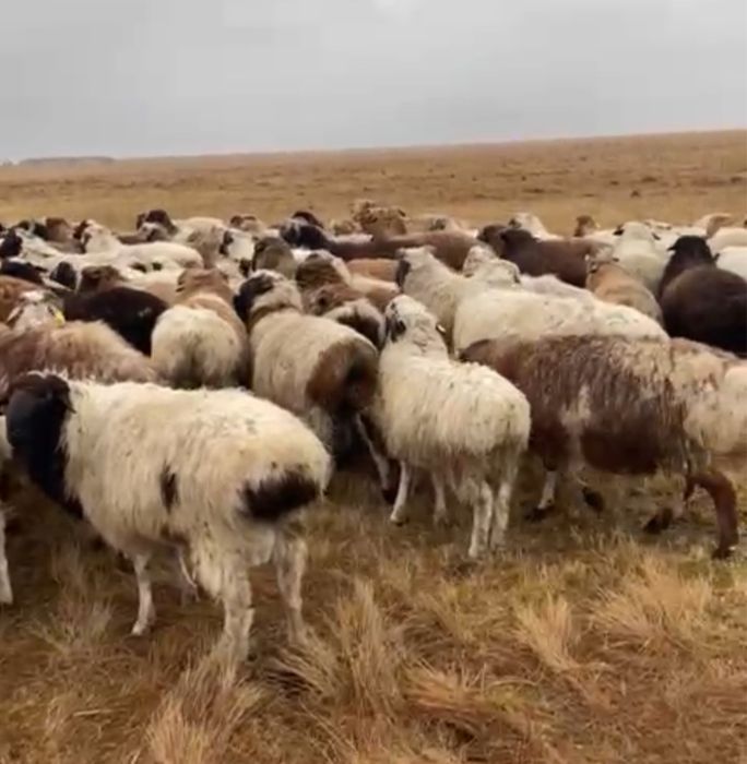 Қошқарлар сатылады 120 бас Қарабұлақта