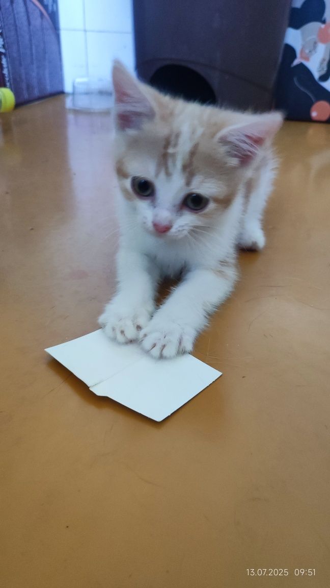 Котенок девочка 1.5 месяца в поиске дома