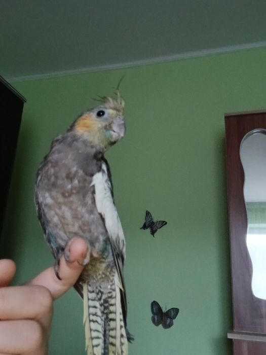 Papagal nimfă blandă +cuscă