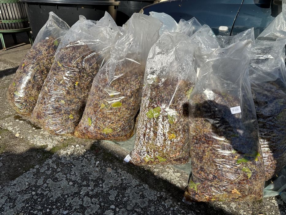 Vand struguri pentru vin Merlot si Feteasca Regala