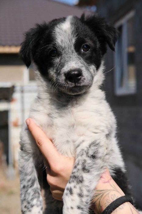 Отдам в добрые руки щенка-девочку Уму