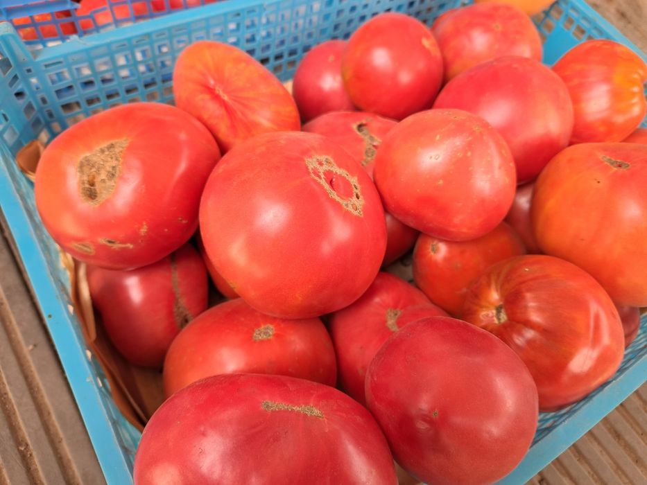 Продам дачные помидоры