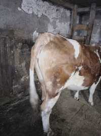 Vacă bălțată românască de 4 ani