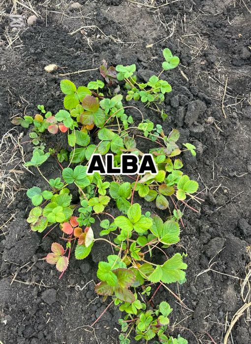 De vânzare set 130 stoloni cu 250 lei, 75  albion, 25 alba, 30 Asia