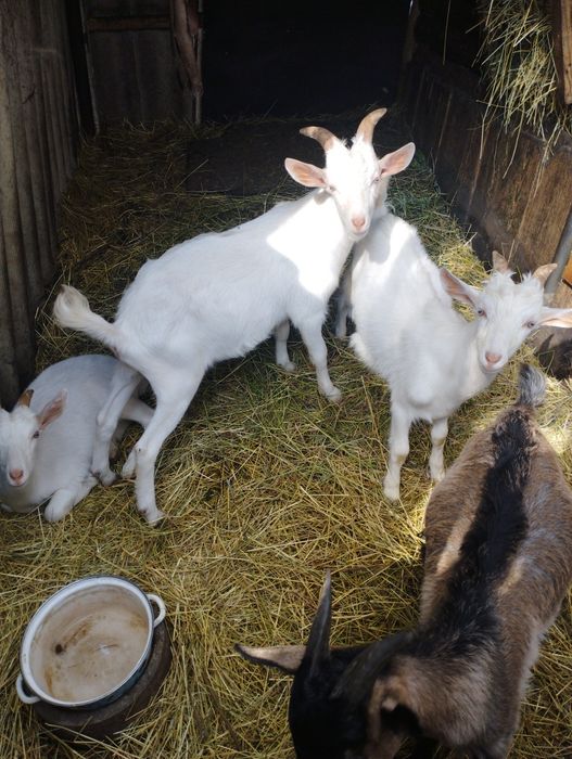 Козлята молочные.