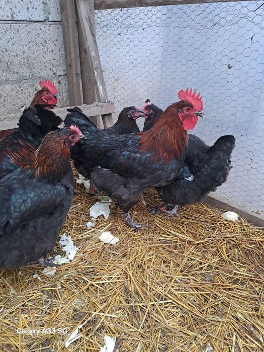 Schimb s au vand cocosi manars