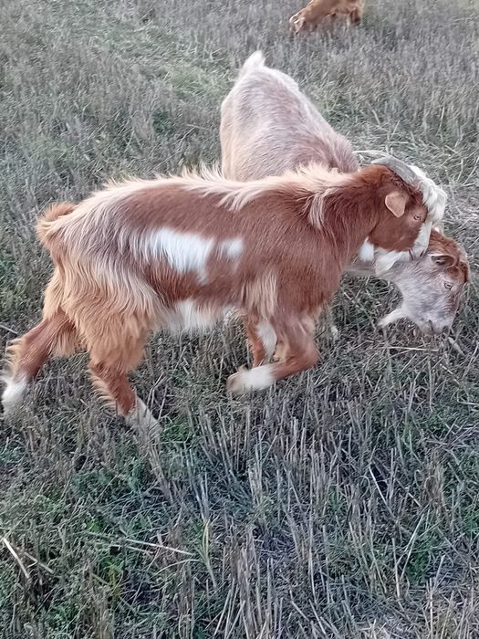 Vand iezi,iede de prasila ,berbecuti si o oaie cu doua miele