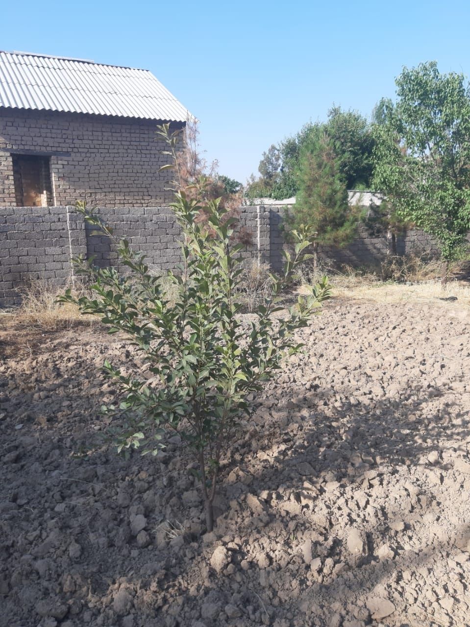 Дала ховли сотилади срочно,