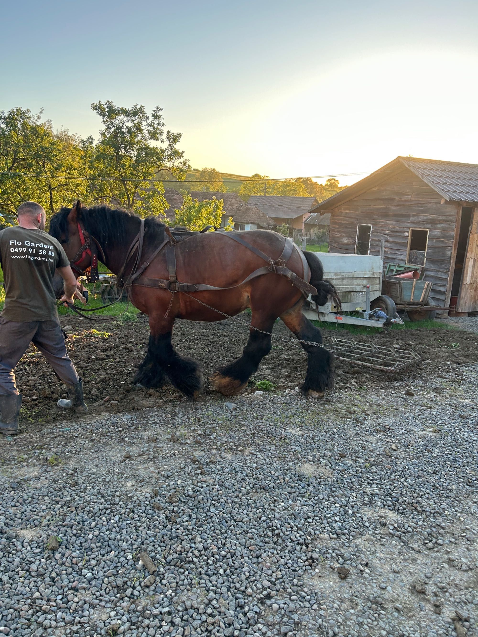 Armăsar belgian de 5 ani