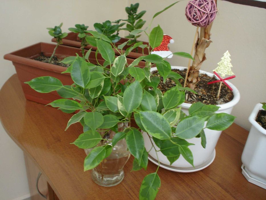 Sony Cybershot DSC P-43