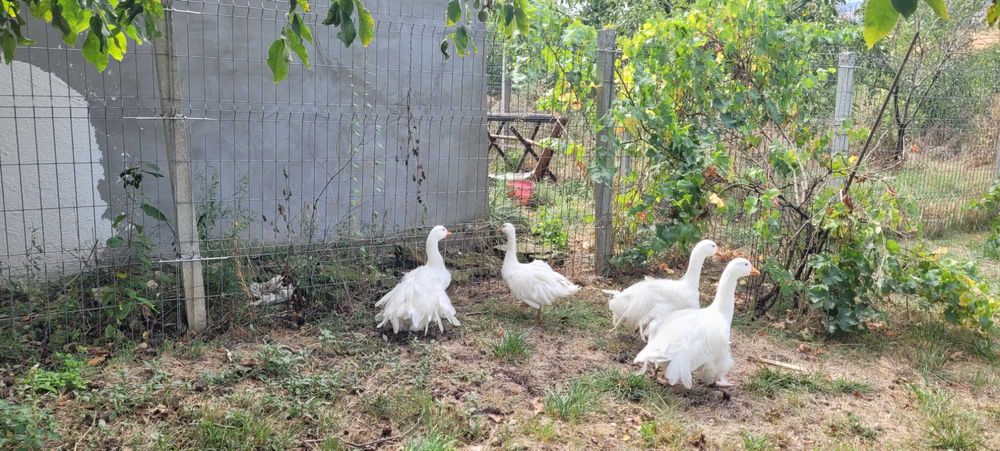 Gaste sevastopol crețe