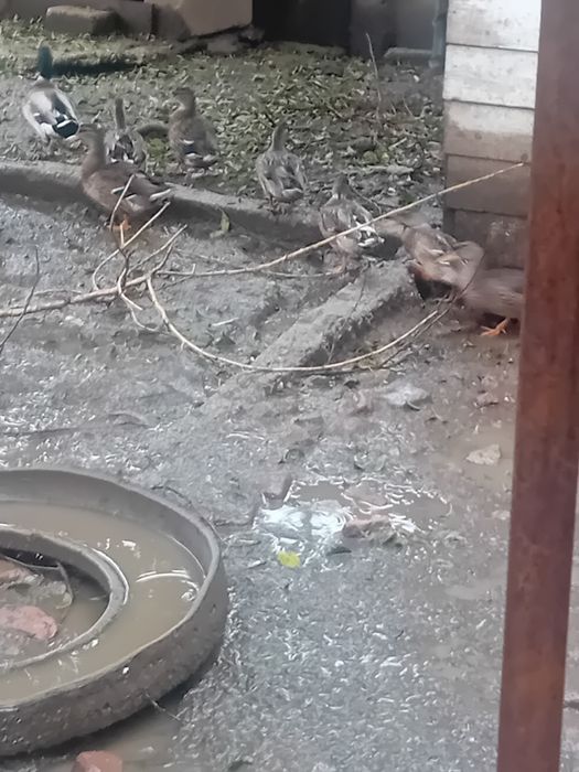 Vand tot ce se vede in poze