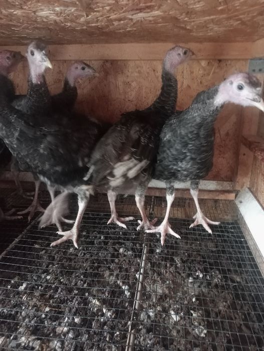 Продам индюков порода бронза