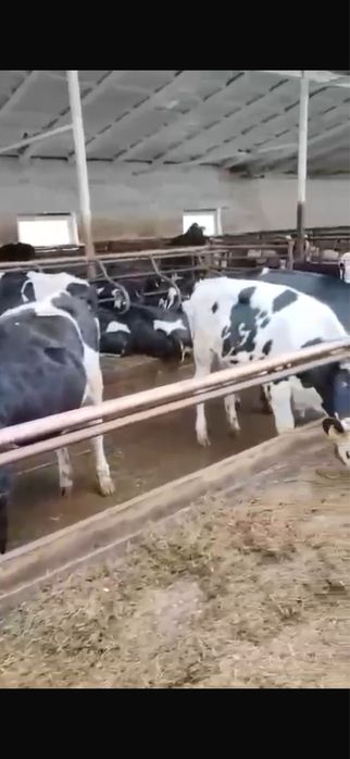 Привезу нетелей телок голштинской и др молочных пород