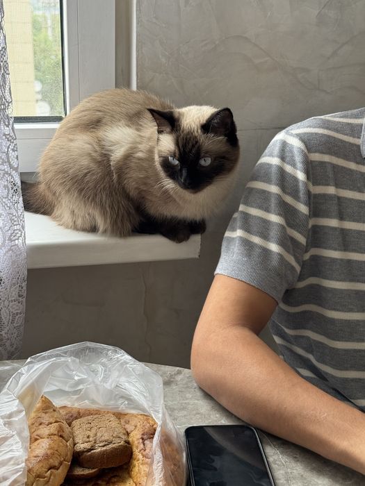 Отдам в хорошие руки, породистая кошка