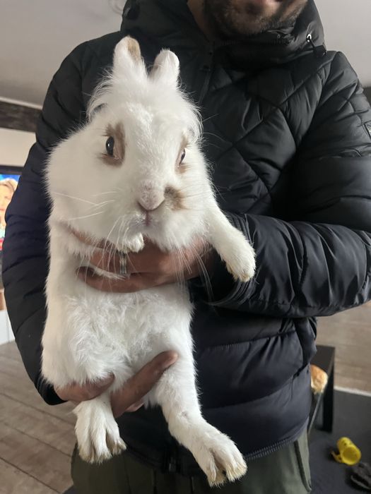 Iepure de vanzare pereche negociabil