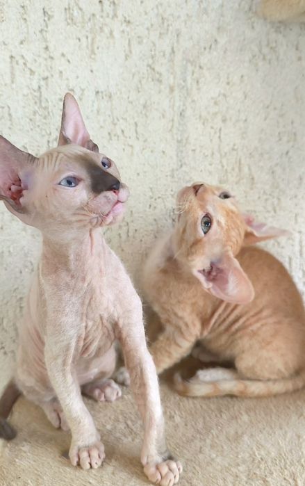 БРАШ с родословието на Донски сфинкс мъжки