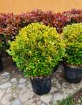 Plante foioase/ diferite dimensiuni și modele? Palmier ilex .