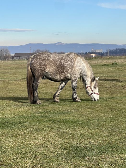 Iapa sura de vanzare