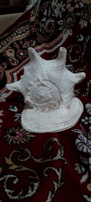 Большая морская ракушка