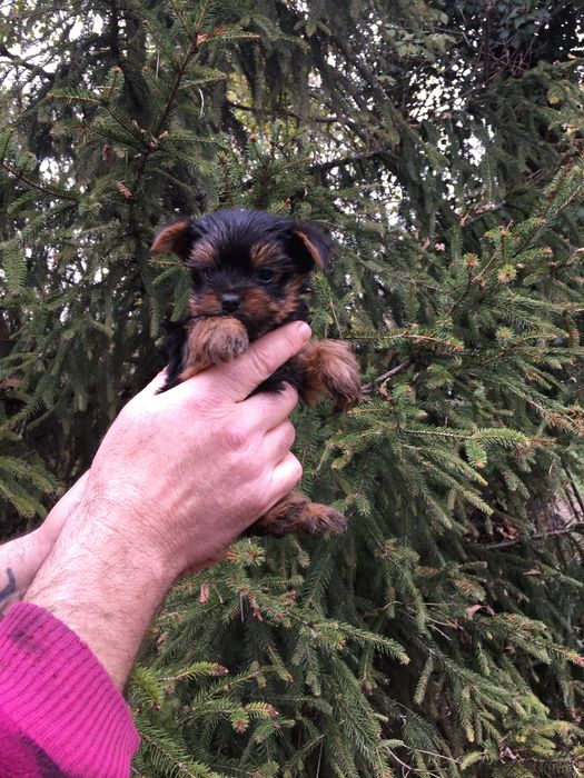 Супер Мини Йорки Доставка