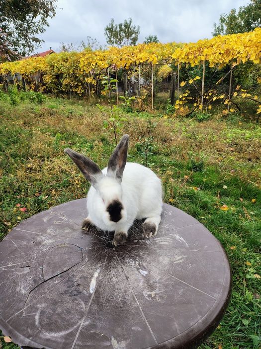 Uriaș de Transilvania, Hycole francez și Rex pitic