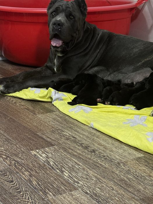 Отрыты на бронь щенки кане корсо