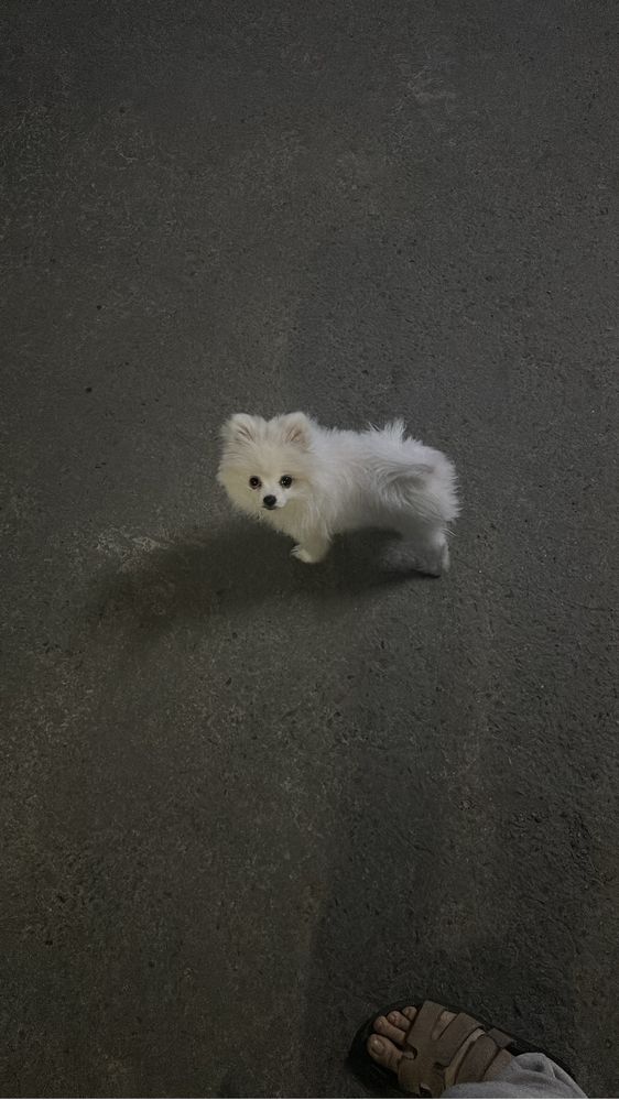 Продаётся щенок.