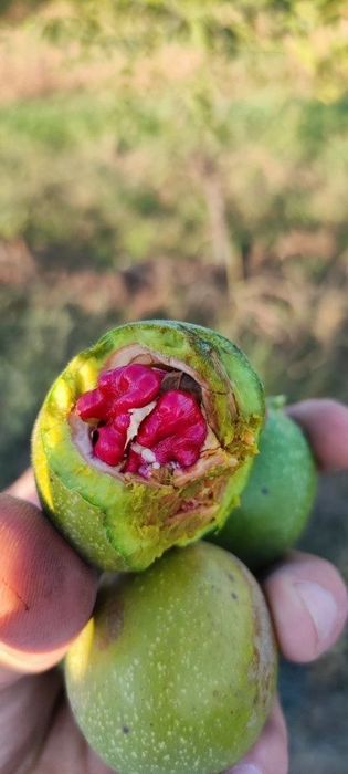 Pomi fructiferi deosebiti  nuc cu miezul rosu