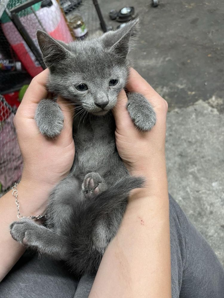 Подарявам котета