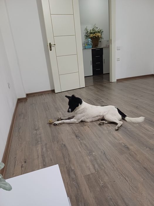 Леди, ищет любящую семью