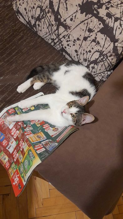 Мони търси дом и добри стопани!