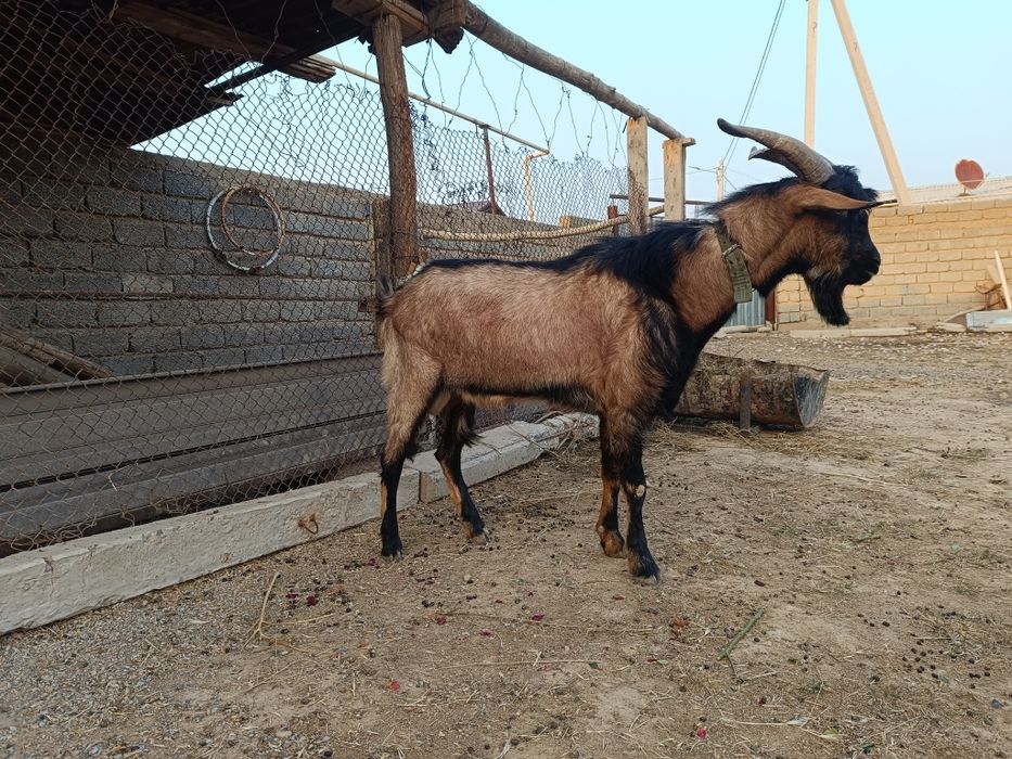 Альфа теке сатылады 120000