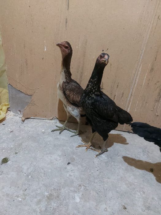 Дакан тауықтар атеш сатылады